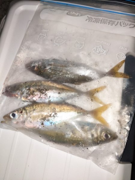 台風の前に豆アジ釣行