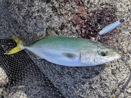 秋のショアジギング