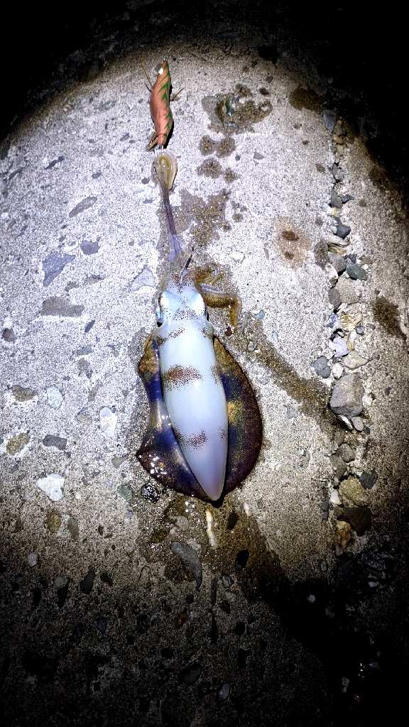 シーバスロッドでもなんとかなる