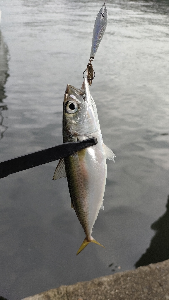 シーバスには相手にされず