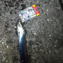 太刀魚狙いでやっとこさ