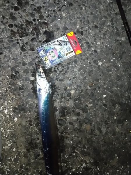 太刀魚狙いでやっとこさ