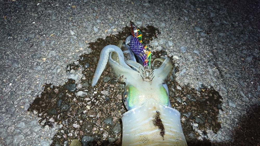 対馬エギング釣果