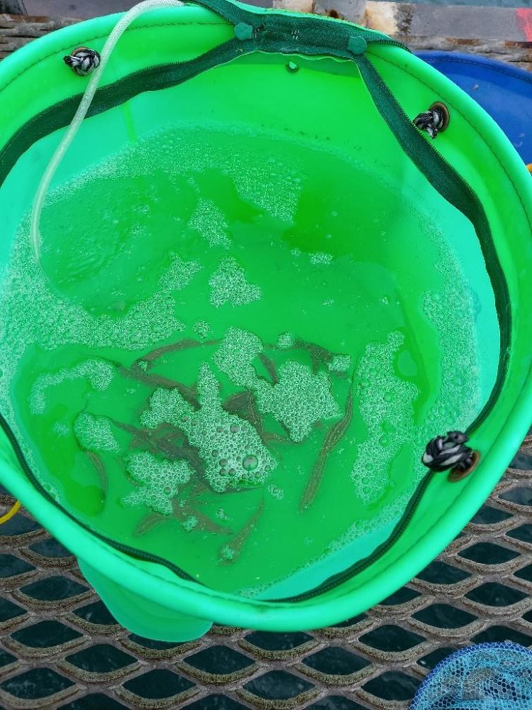 とっとパークで飲ませ釣り