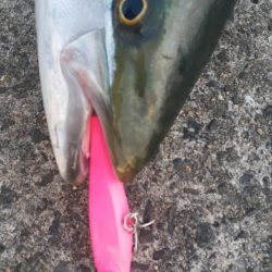 久々の青物祭り!