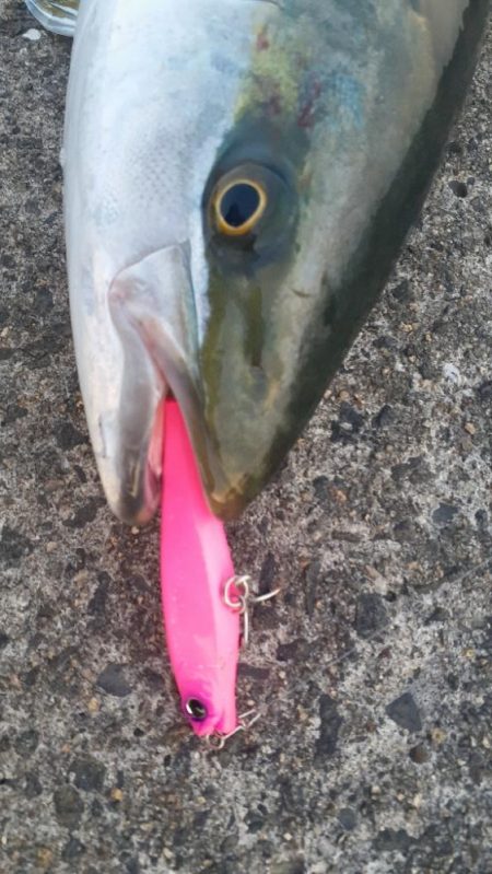 久々の青物祭り!