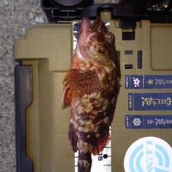 豆アジシーズン長い