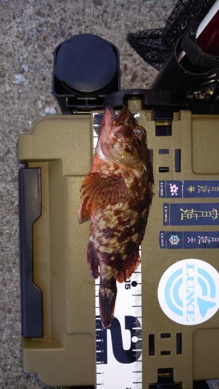 豆アジシーズン長い