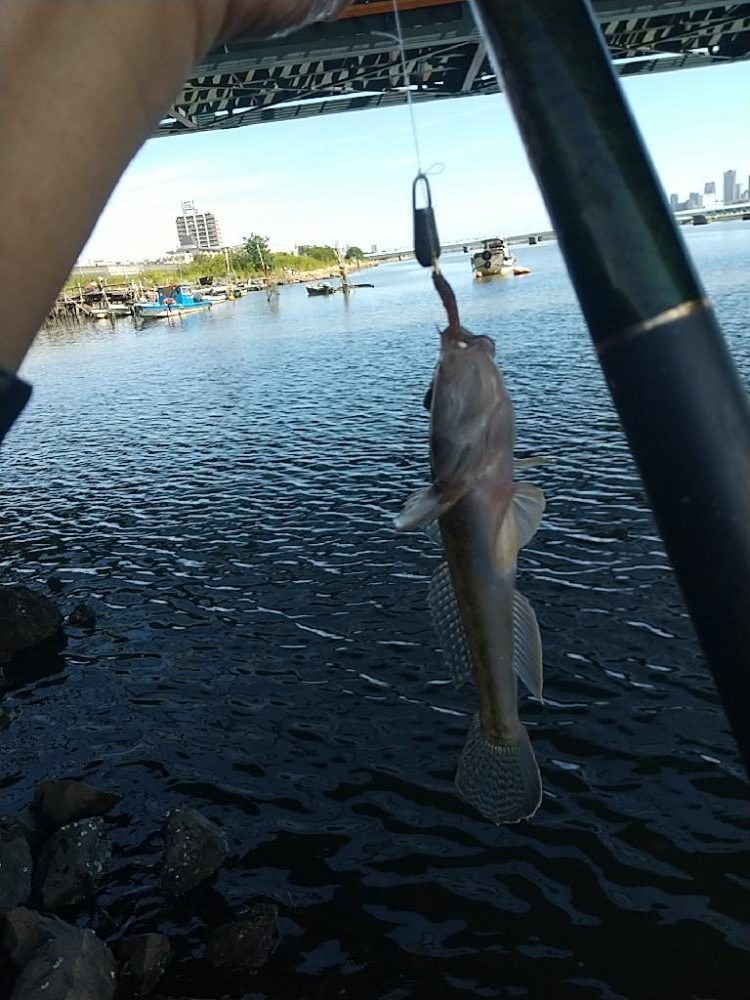 淀川ハゼ釣り大会