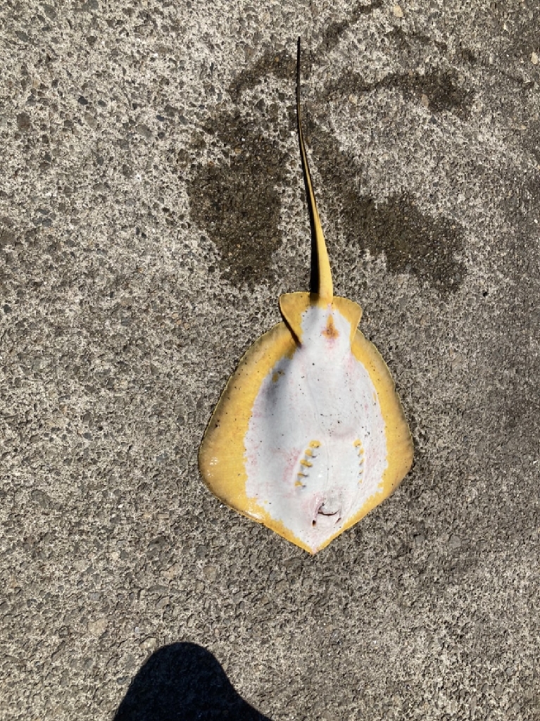 サビキで豆アジ爆釣