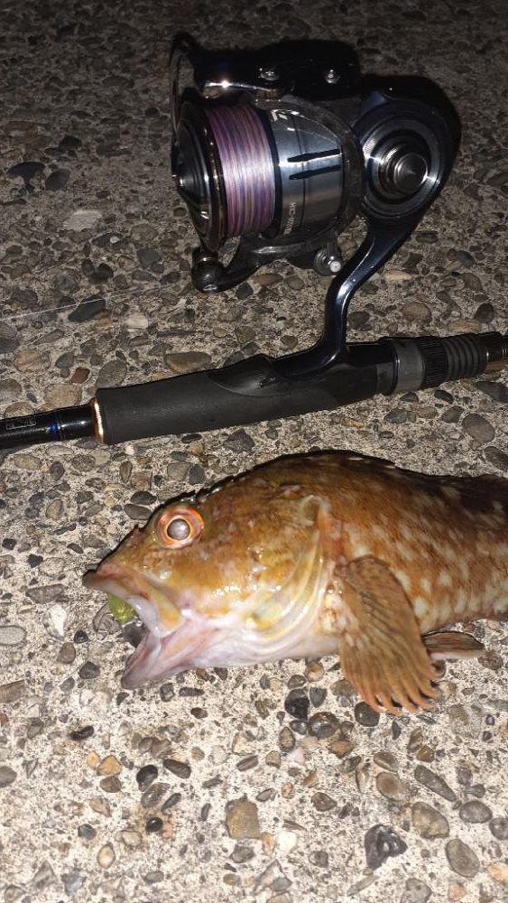 癒しのガシリング