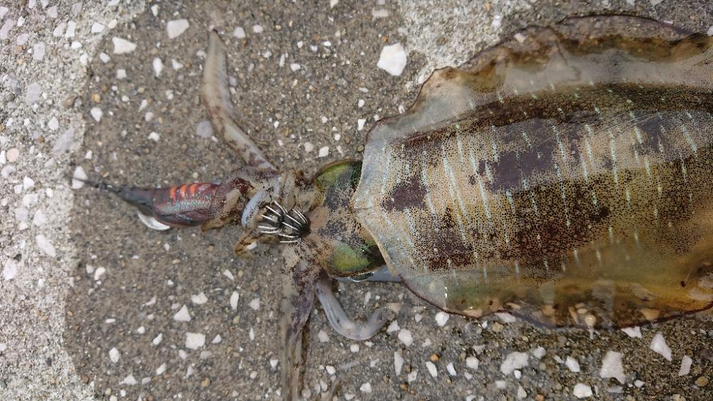 対馬エギング釣果