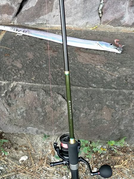 昼間のタチウオ