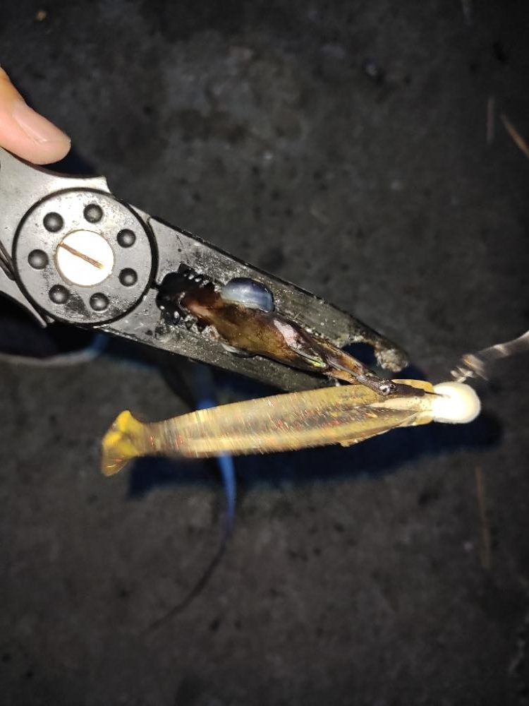 サーベリング@マリーナシティ