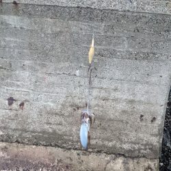 アキイカエギング