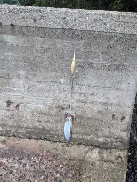 アキイカエギング