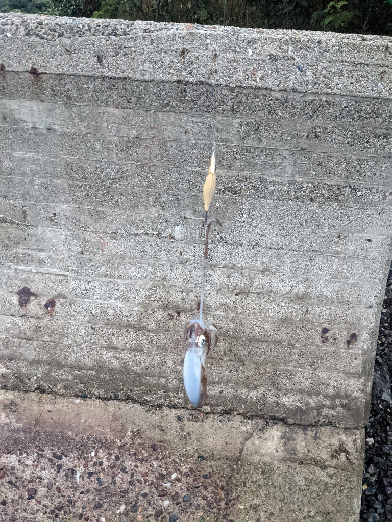 アキイカエギング