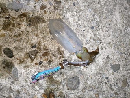 夕方から夜にかけてのエギング