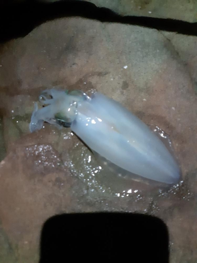 エギンク～新子～