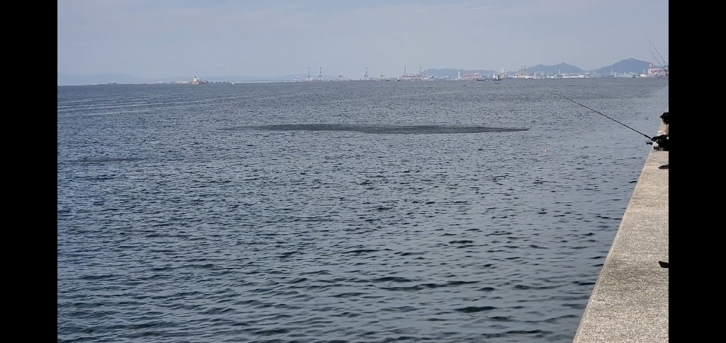 武庫一のベイトは小型のイワシ