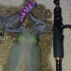 対馬エギング釣果