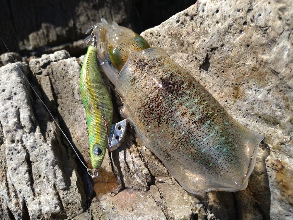 越前地磯の秋イカの様子