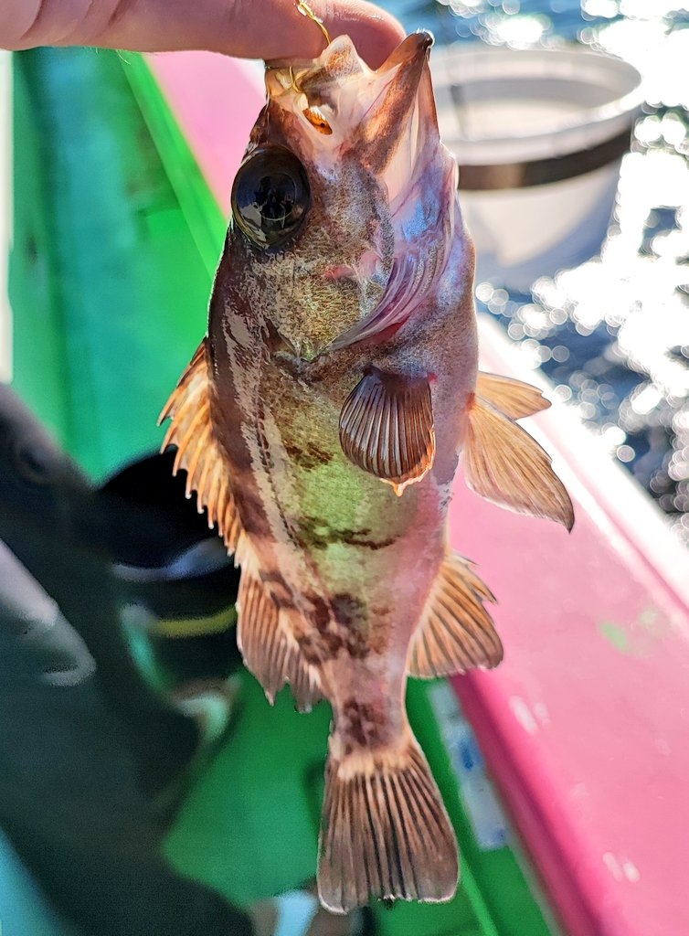 八景島でLTアジ五目