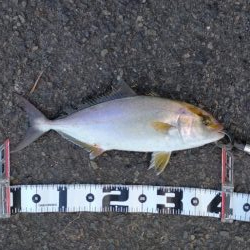 ショアジギング