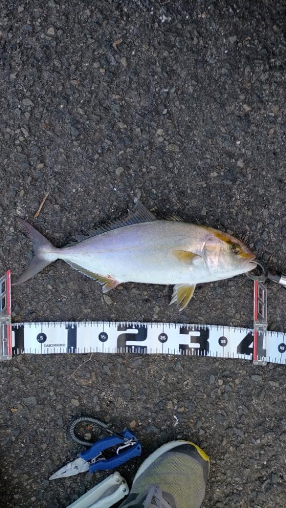 ショアジギング