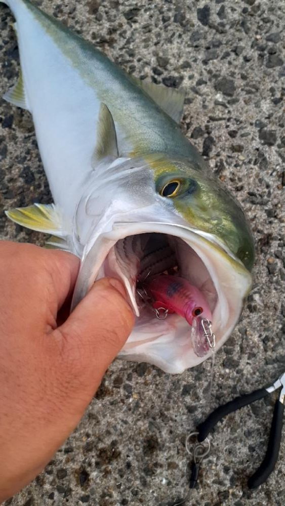 青物好調キープしてます