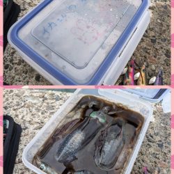 サイズ狙うと渋いけど(・×・)