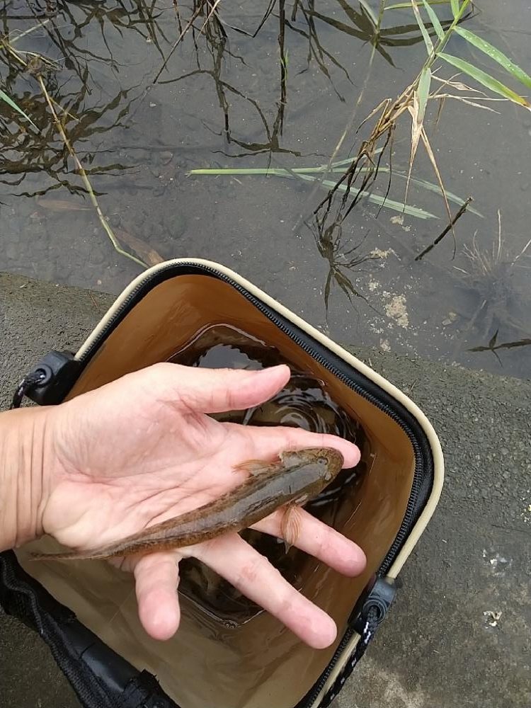 ハゼ釣りは楽し