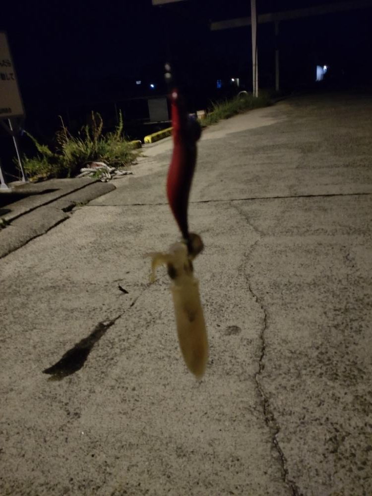 今年初のアオリイカ　　の調査