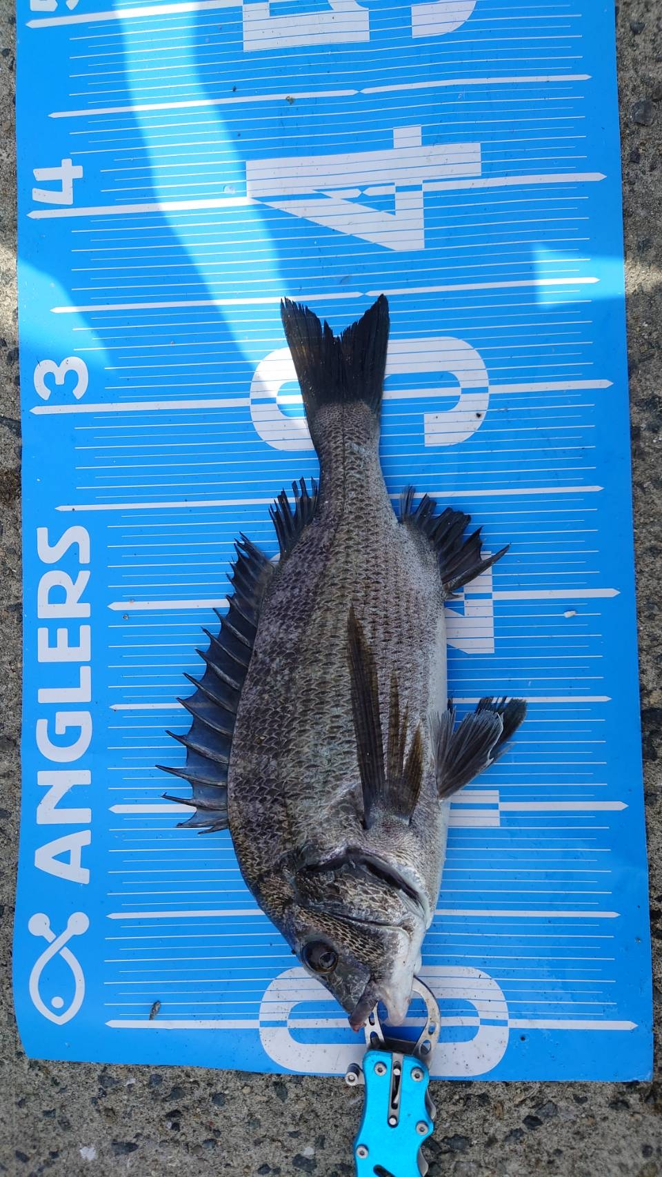 紀州釣りに挑戦しました🙋