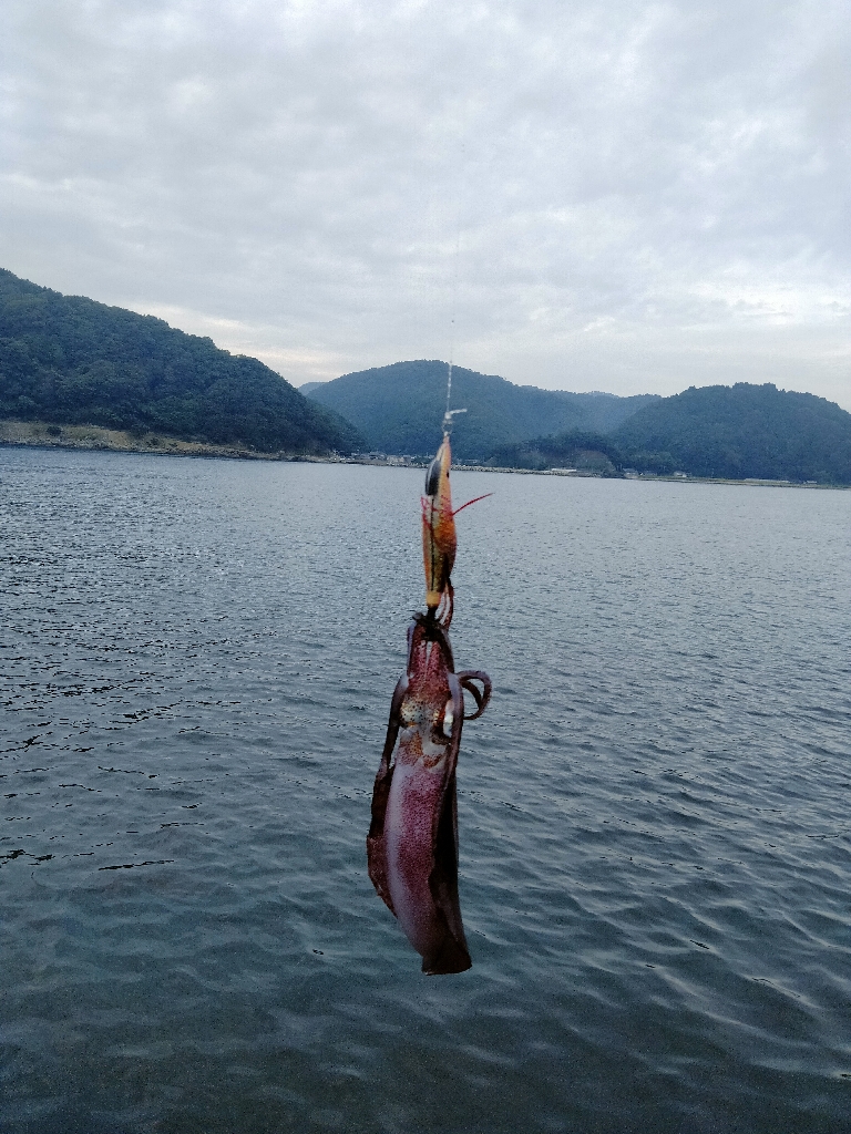 津居山エギング