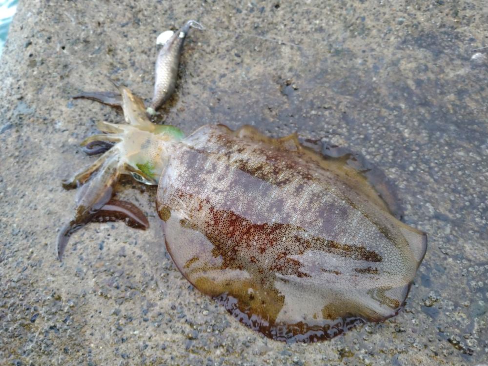 台風後のイカさん達