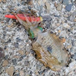 男のキャスティング後のエギング