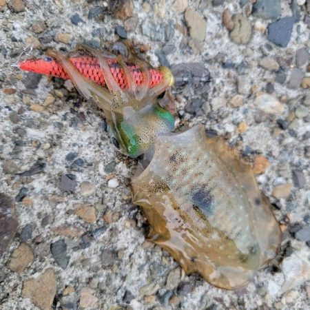 男のキャスティング後のエギング