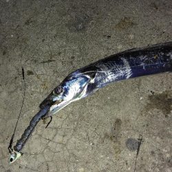 旅行帰りにお土産タチウオ