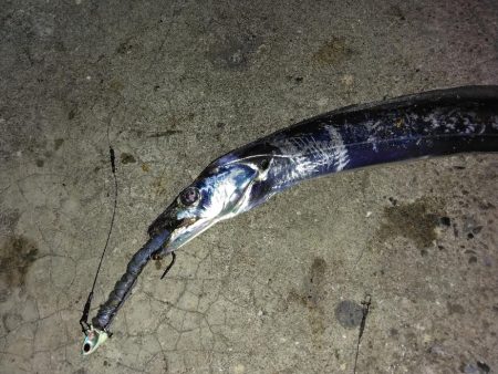 旅行帰りにお土産タチウオ