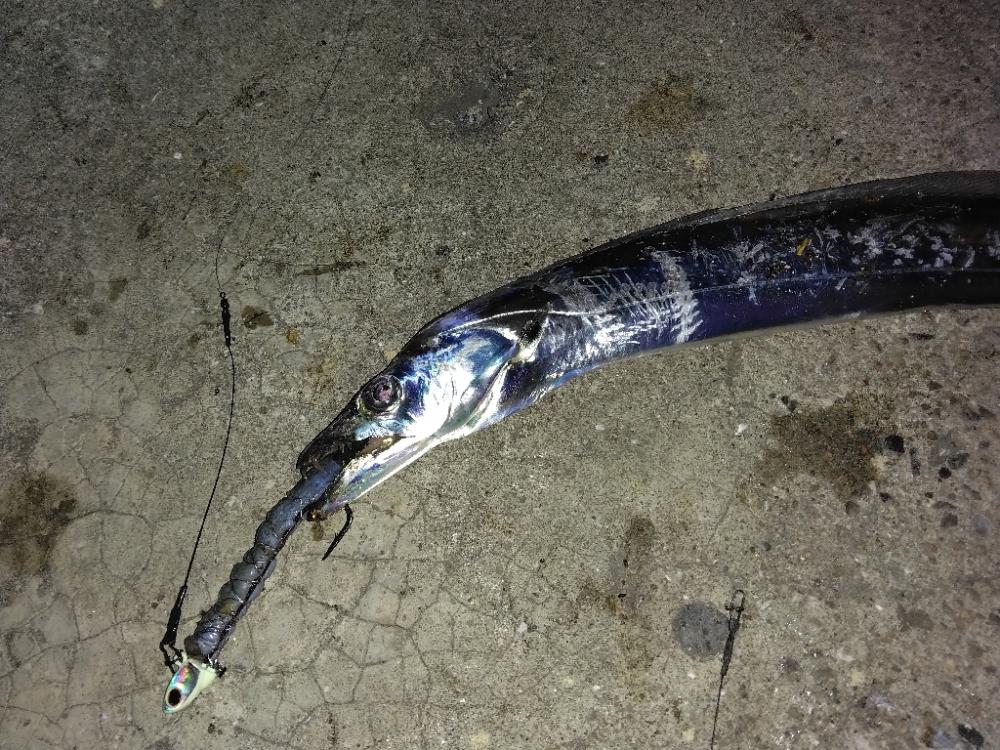 旅行帰りにお土産タチウオ