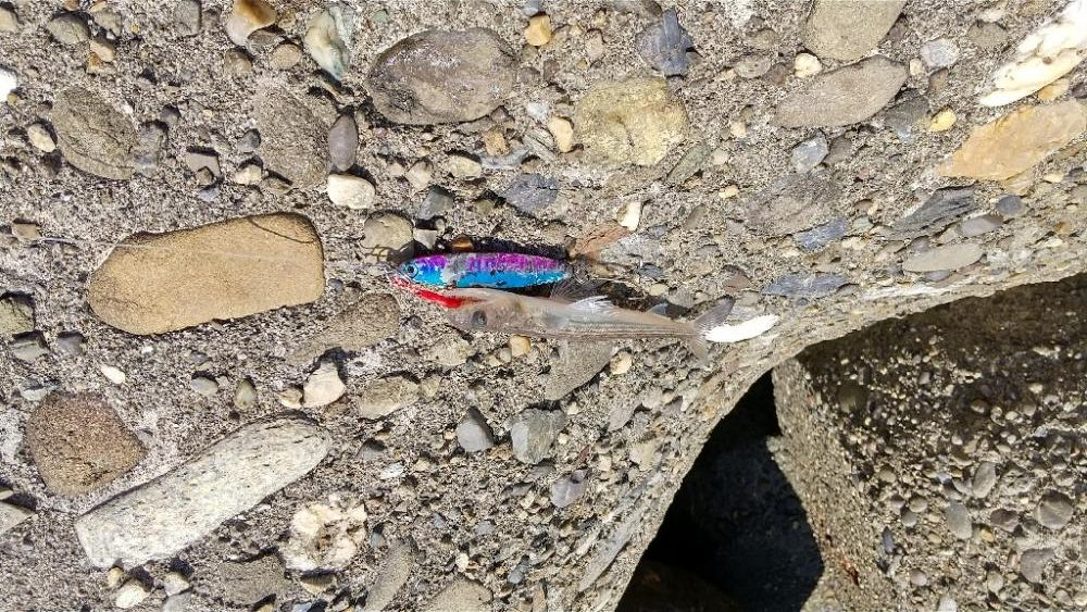 DAISO釣れる釣具シリーズ