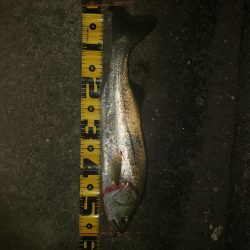 久しぶりのエラ洗い！