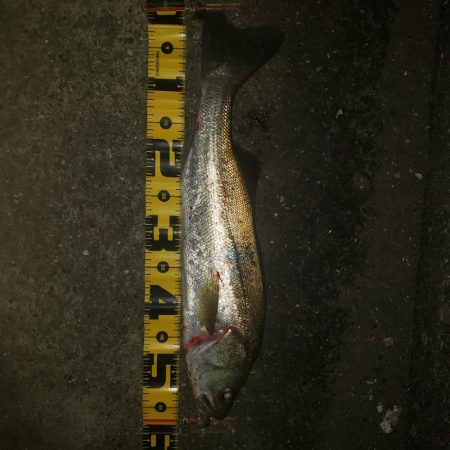 久しぶりのエラ洗い！