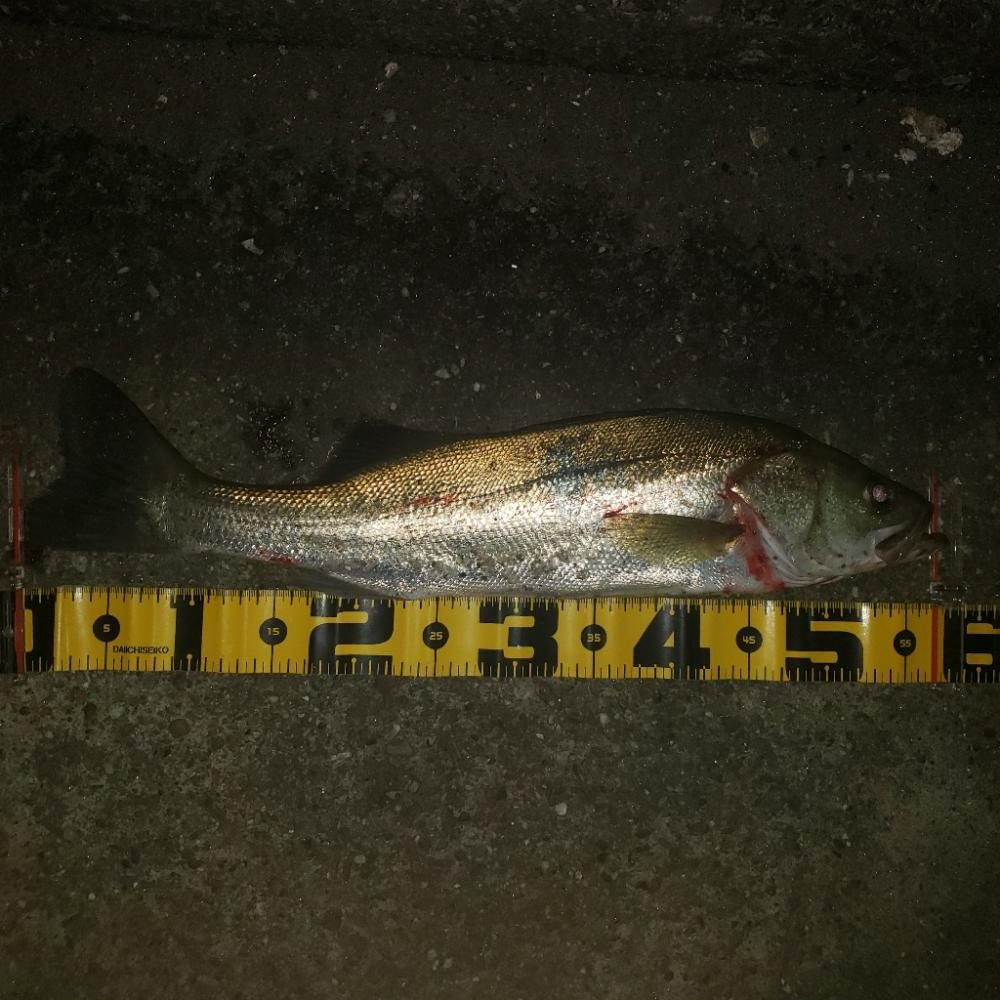 久しぶりのエラ洗い！