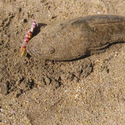 フラットフィッシュ