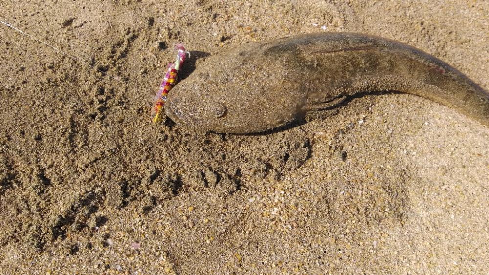 フラットフィッシュ