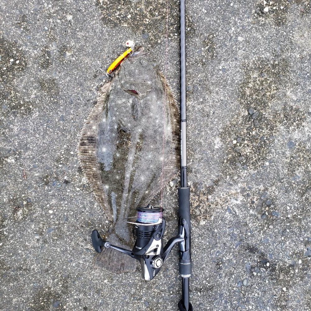 こんちはヒラメちゃん！