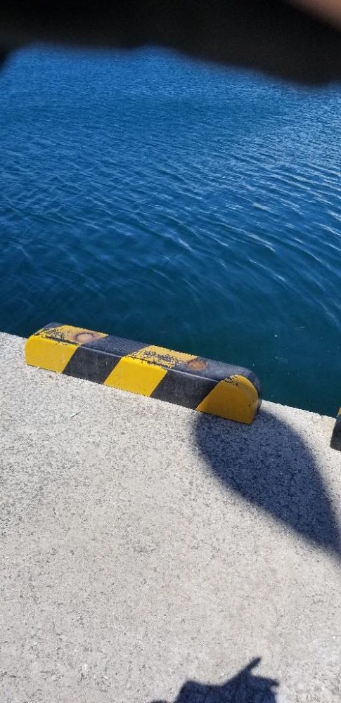 イカボウズでアオヤガラ