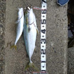 サワラが釣りたい！